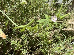 Geranium gardneri