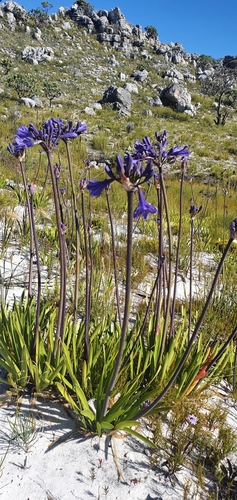 Agapanthus africanus