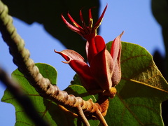 Chiranthodendron pentadactylon