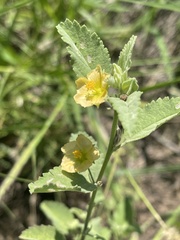 Sida chrysantha