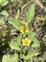 Sida chrysantha