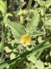 Sida chrysantha