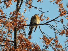 Turdus pilaris