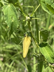 Hibiscus dongolensis