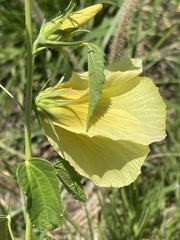 Hibiscus dongolensis