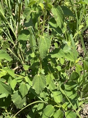 Hibiscus dongolensis
