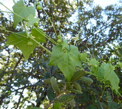 Zehneria marlothii