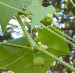 Zehneria marlothii