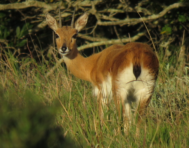 Oribis (Ourebia) - Know Your Mammals