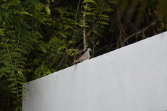 Geopelia striata