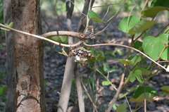Polistes fastidiosus