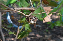 Polistes fastidiosus