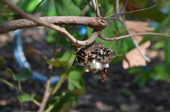 Polistes fastidiosus