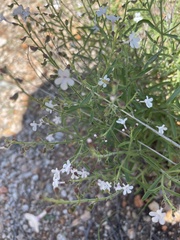 Endostemon tenuiflorus