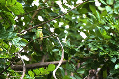 Merops orientalis