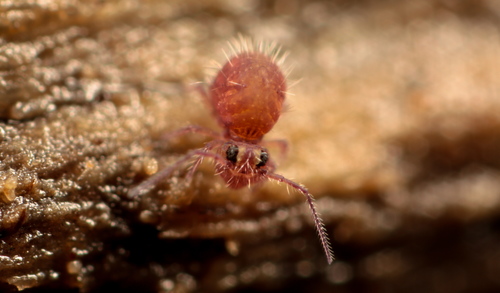 Representative image of Caprainea marginata