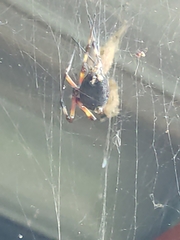 Nephilingis cruentata