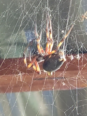 Nephilingis cruentata