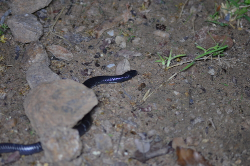 Günther’s Garter Snake