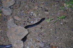 Elapsoidea guentherii