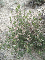 Atraphaxis replicata