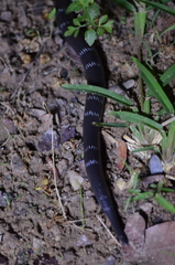 Elapsoidea guentherii