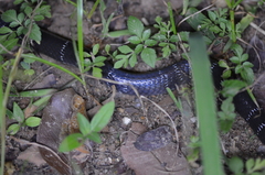 Elapsoidea guentherii