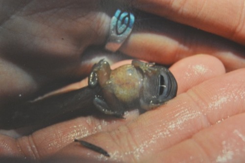 Ascaphus montanus