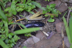 Elapsoidea guentherii