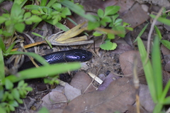 Elapsoidea guentherii