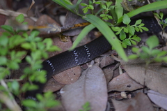 Elapsoidea guentherii