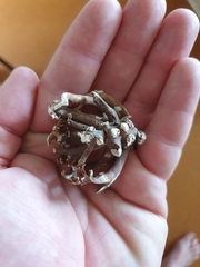 Ecklonia