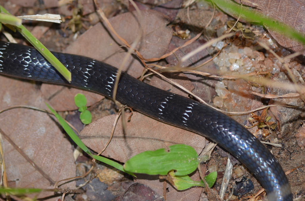 Günther’s Garter Snake