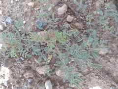 Hoffmannseggia glauca