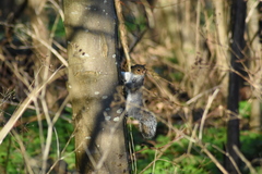 Sciurus carolinensis