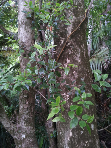 Metrosideros bartlettii, photograph 4