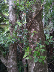 Metrosideros bartlettii