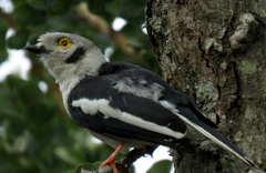 Prionops plumatus poliocephalus