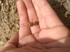 Hoffmannseggia glauca