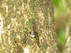 Dyticopycna semiclara