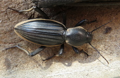 Chiliarchum bertolonii