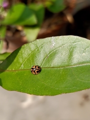 Cheilomenes sexmaculata