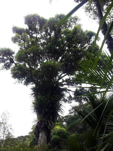 Metrosideros bartlettii, photograph 5