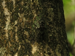 Dyticopycna semiclara