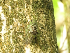 Dyticopycna semiclara