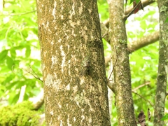Dyticopycna semiclara