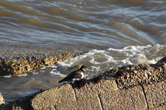 Haematopus ostralegus