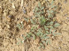 Hoffmannseggia glauca