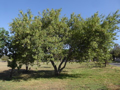 Fraxinus angustifolia