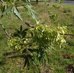 Fraxinus angustifolia